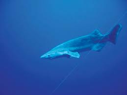 Bramble Shark