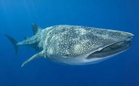 Whale Shark