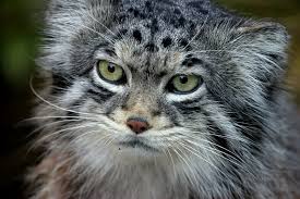 Pallas's Cat