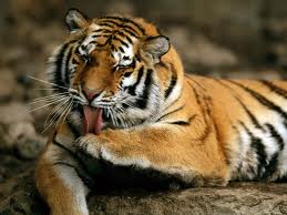 Siberian Tiger