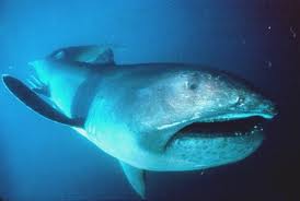 Megamouth Shark