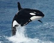 Killer Whale