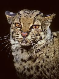 Marbled Cat