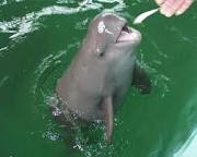 Finless Popoise