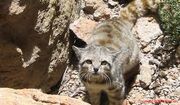 Andean Mountain Cat