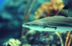 Blacktip Reef Shark