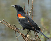 Red winged blackbird