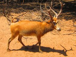 Père David's deer