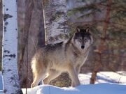 Gray Wolf