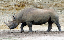 Black Rhinocres