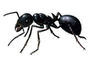 Black garden ants