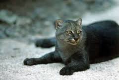 Jaguarundi