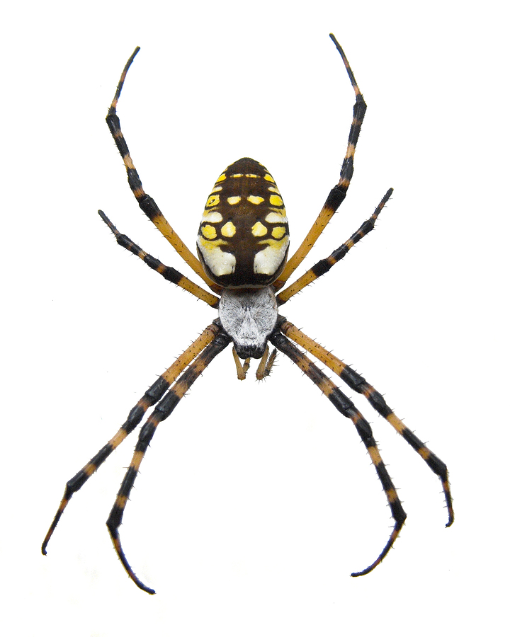 Black And Yellow Garden Spider Nature Of The World Wiki Fandom