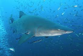 Sand Tiger Shark