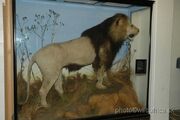 Cape lion