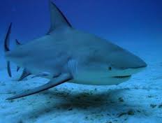 Bull Shark