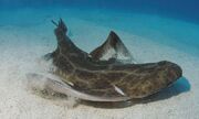 Angelshark