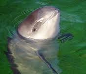 Harbour Porpoise