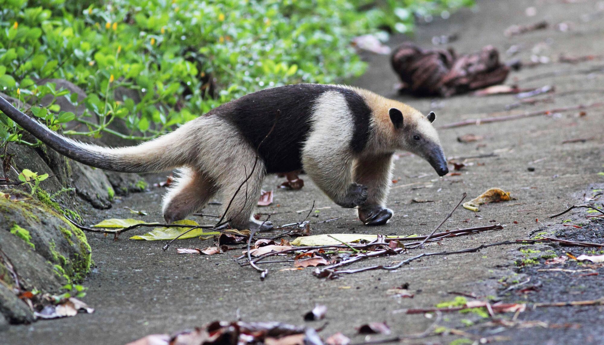 Northern Tamandua Nature of the World Wiki Fandom