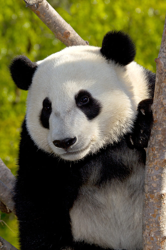 Giant Panda | NatureRules1 Wiki | Fandom