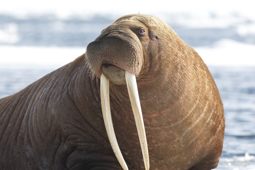 Walrus | NatureRules1 Wiki | Fandom