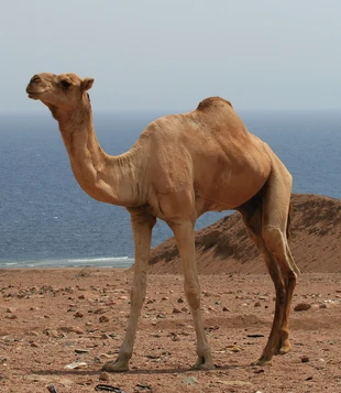 Dromedary NatureRules1 Wiki Fandom