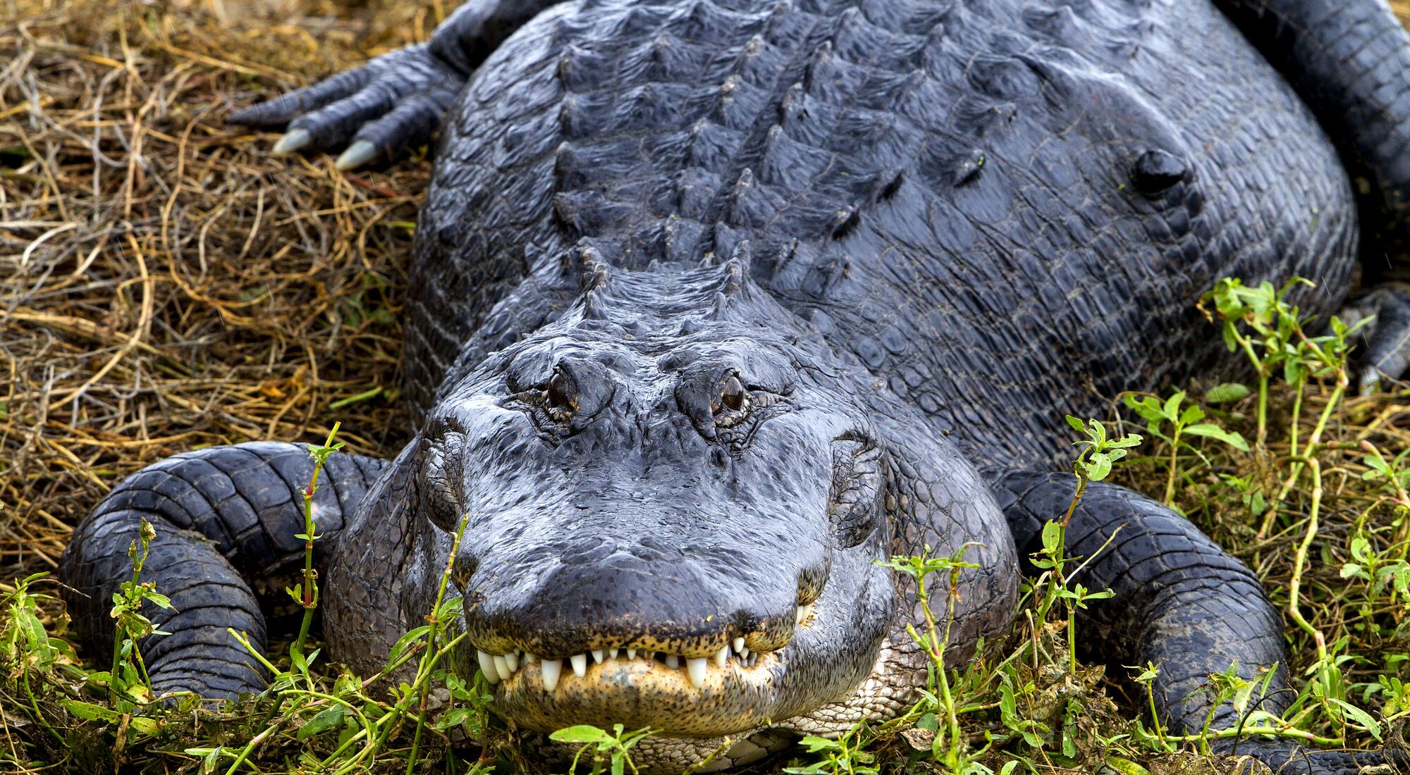American Alligator Naturerules1 Wiki Fandom
