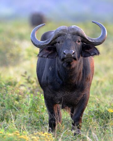 African Buffalo | NatureRules1 Wiki | Fandom