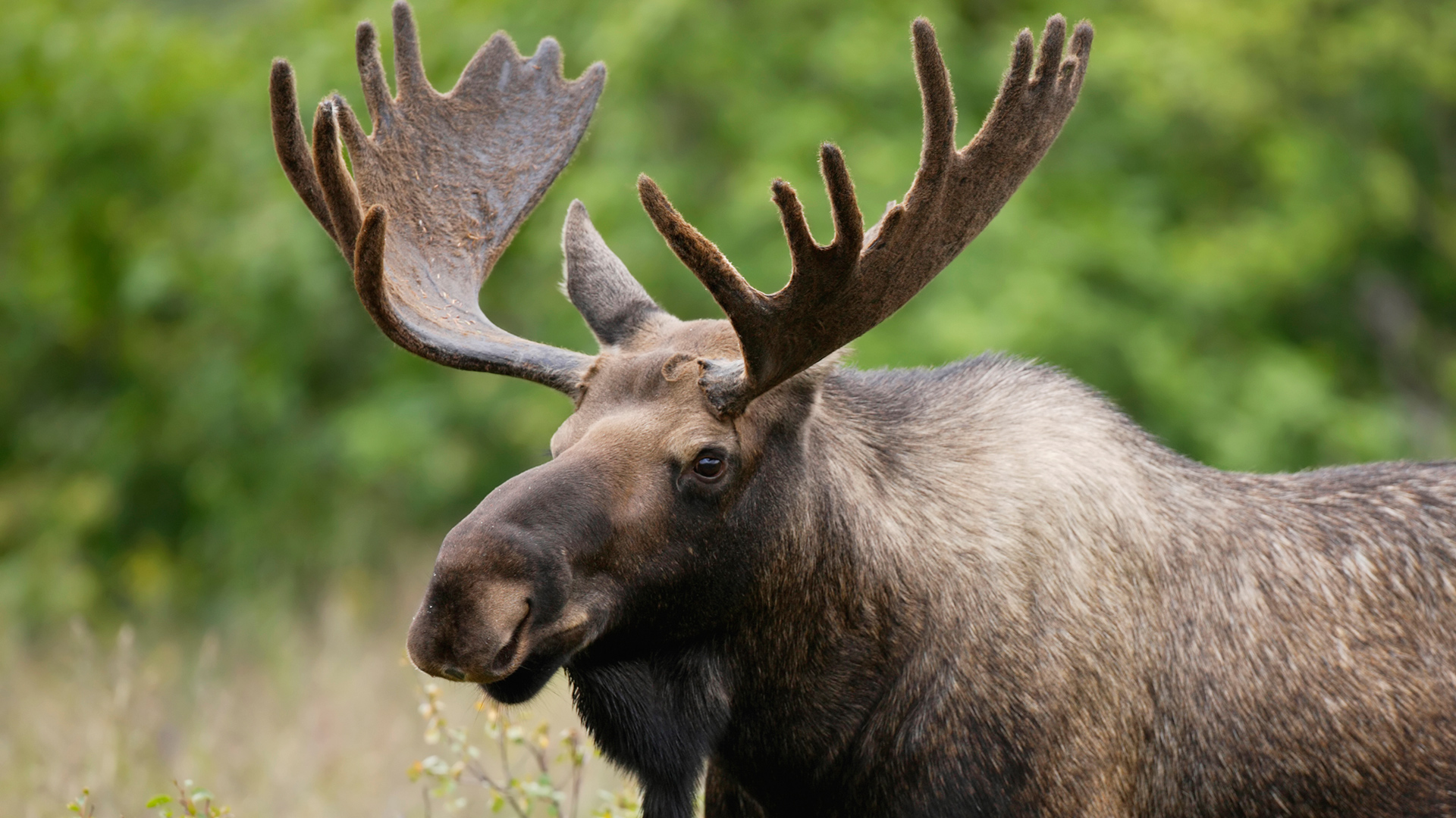 Moose Naturerules1 Wiki Fandom