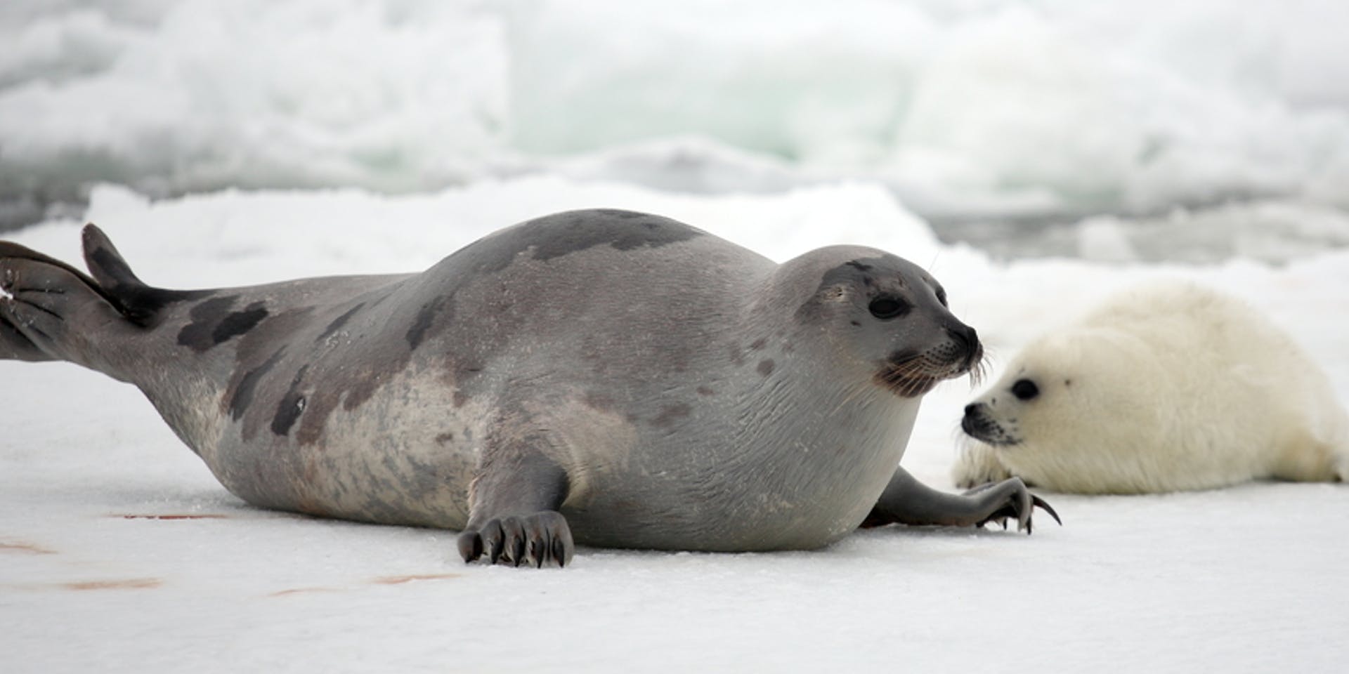 Harp Seal | NatureRules1 Wiki | Fandom