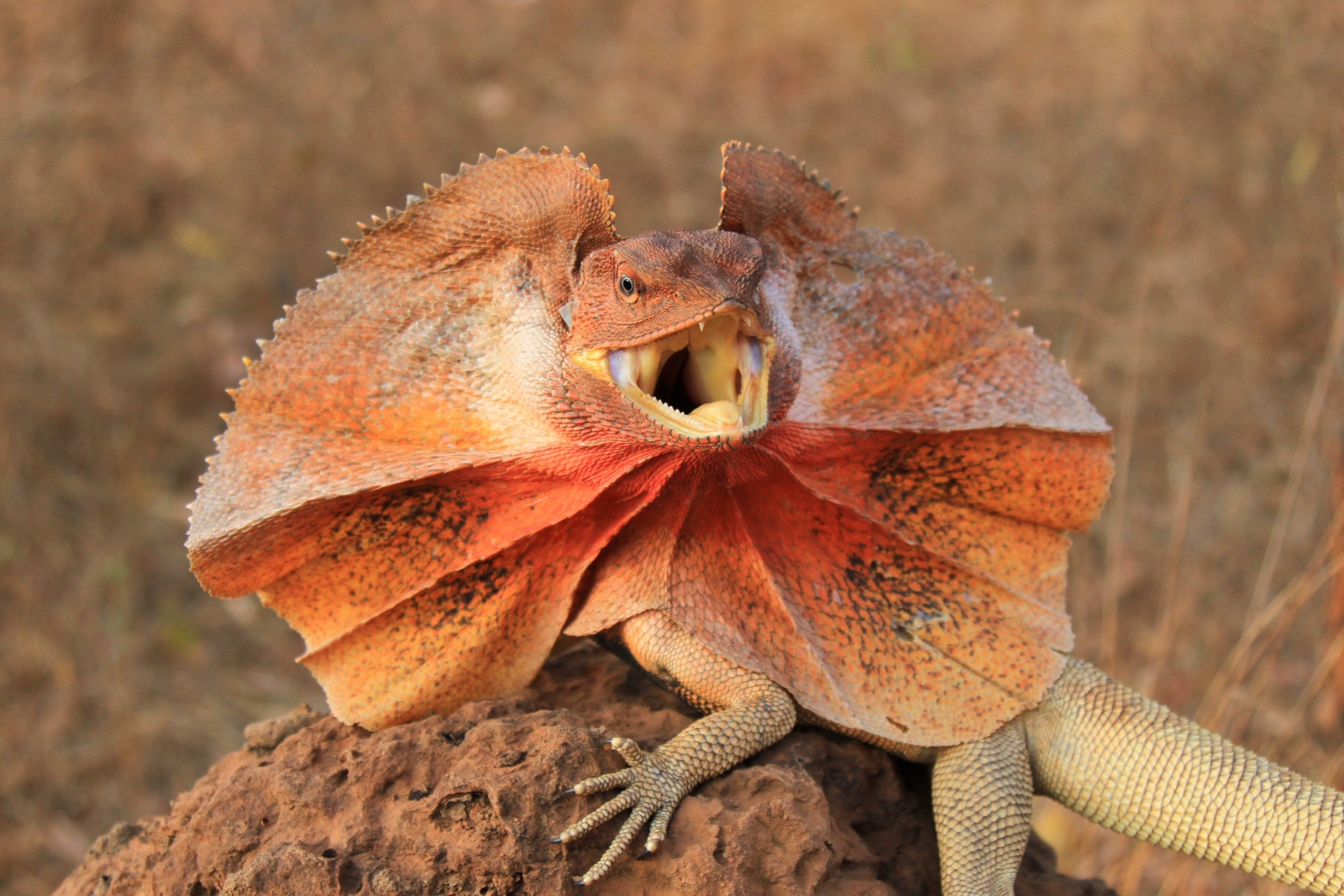 frilled lizard