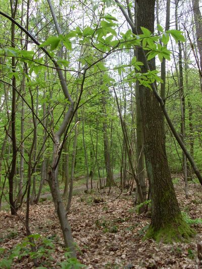 Edelkastanie 11. Mai 2010