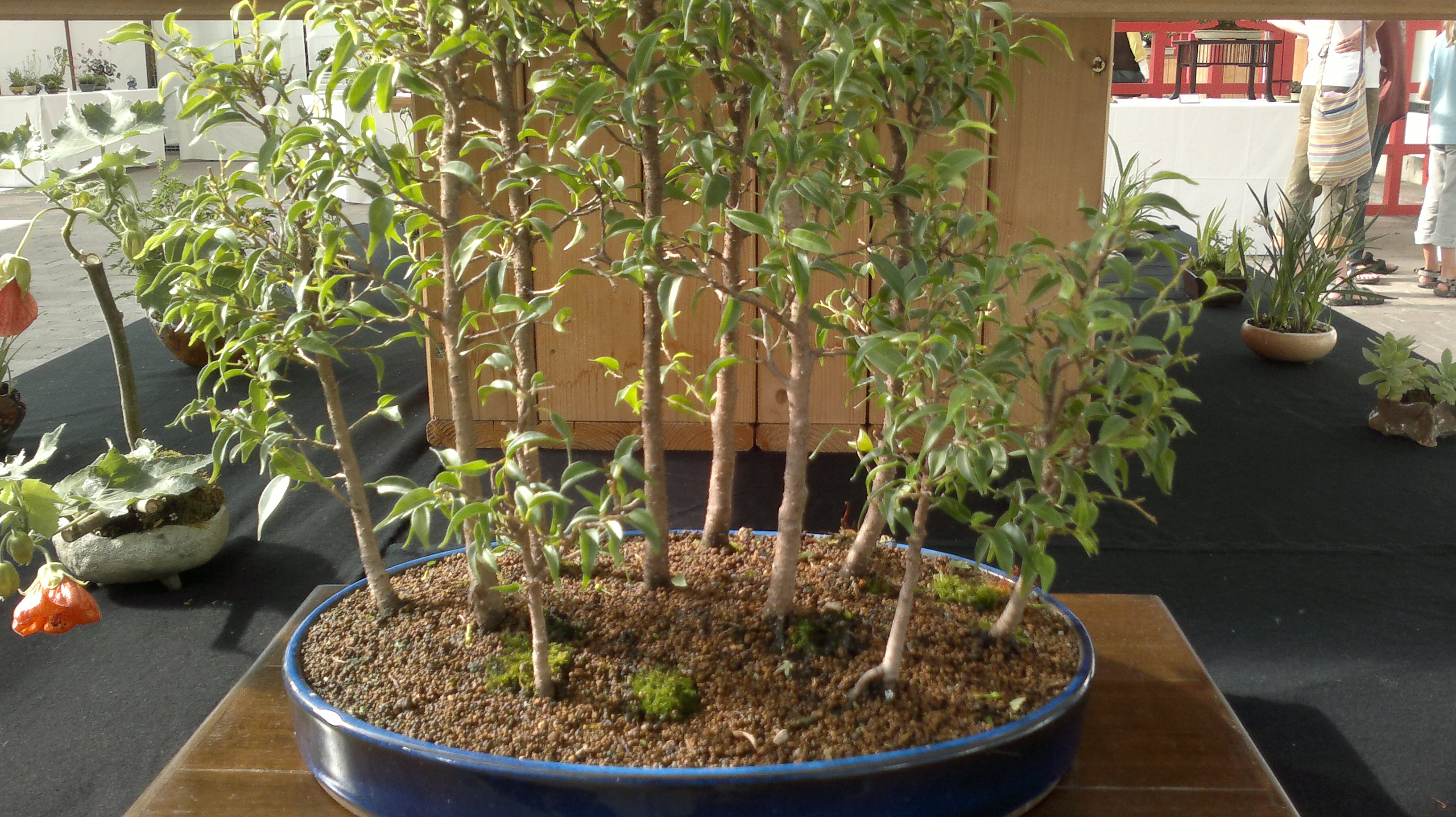 Gummibaum Ficus Pandora Bonsai Im Botanischen Garten Augsburg