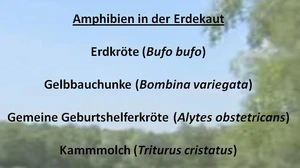 Artenlisten-Ausschnitt2