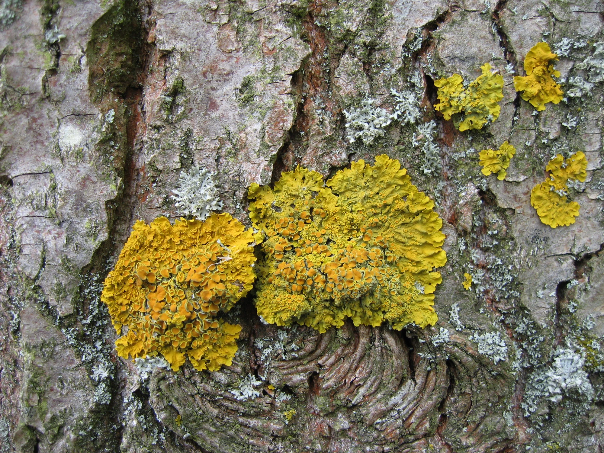 Gewöhnliche Gelbflechte (Xanthoria parietina) 01. Mai 2006