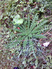 Silberdistel