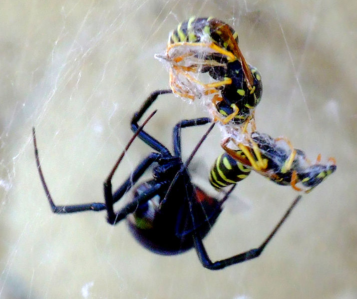 Do Black Widows Eat Other Spiders / Common House Spider | Field Station - Rattle snakes eat mice, rats and other small animals.