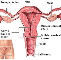 Aparatul Genital Feminin Coman Wiki Fandom