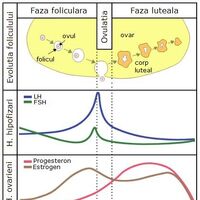 Fiziologia Aparatului Genital Feminin Coman Wiki Fandom