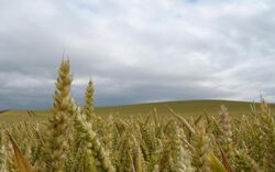 Cropscroppedcol large