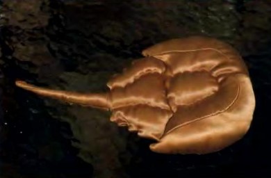 horseshoe crab stuffed animal
