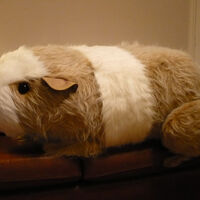 guinea pig plush pattern