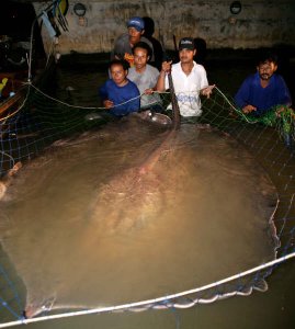 Mekong-stingray