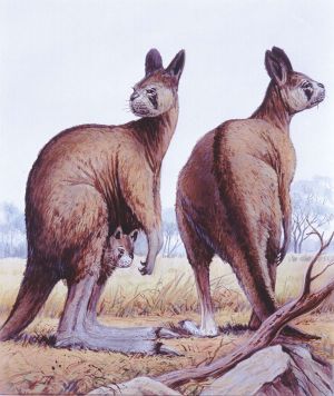 Kangaroo Napping Spots:  Discover Their Cozy Hideaways - s6gcxt9