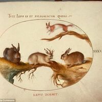 Jackalope New Cryptozoology Wiki Fandom