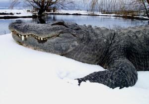 300px-Snow gator