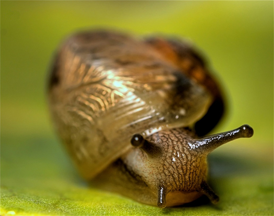 image gastropod jpg new cryptozoology wiki fandom powered by wikia