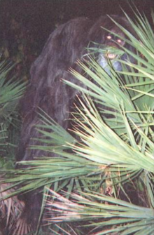 Image result for skunk ape