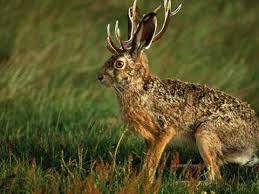 jackalope new cryptozoology wiki fandom powered by wikia
