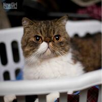 Furguson New Girl Wiki Fandom
